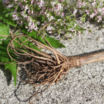 Valerian Root