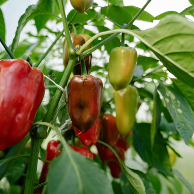 Capsicum