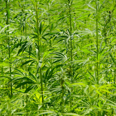 CBD: Full Spectrum