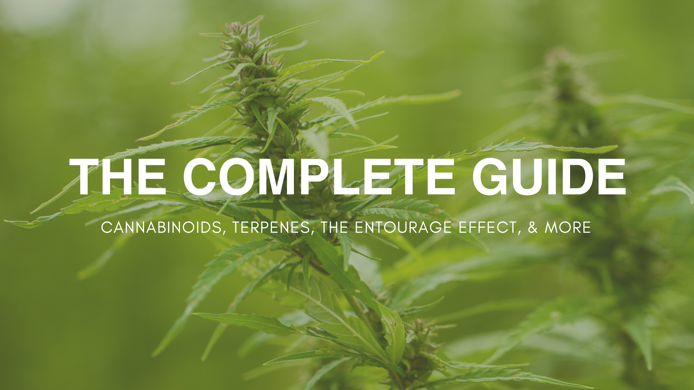 The Complete Guide to Hemp Ingredients: Cannabinoids, Terpenes & the Entourage Effect
