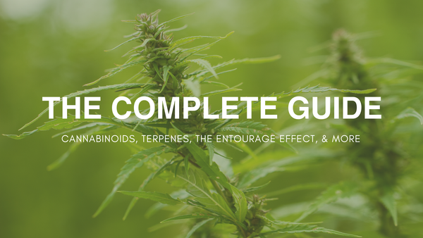 The Complete Guide to Hemp Ingredients: Cannabinoids, Terpenes & the Entourage Effect