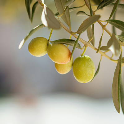 Olive Oil