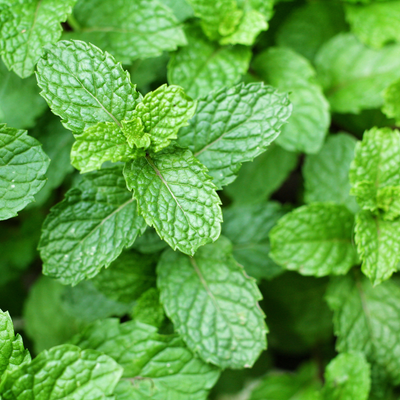 Peppermint