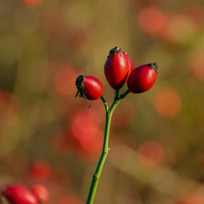 Rosehip