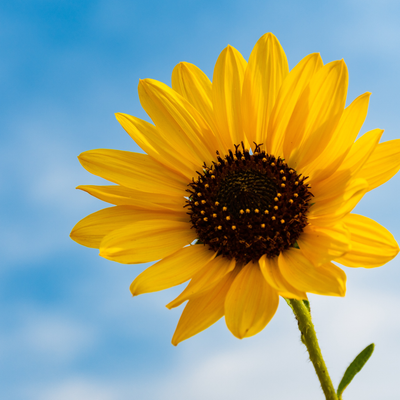 Sunflower Oil