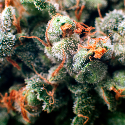 Terpenes