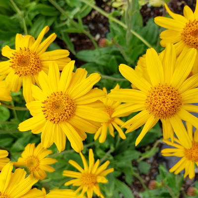 Arnica