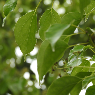 Camphor