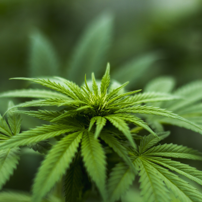 CBD: Broad Spectrum